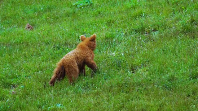 Oso pardo (Ursus arctos)