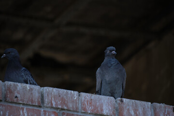 Obraz premium Pigeons sitting in window an unfinished abandoned house.