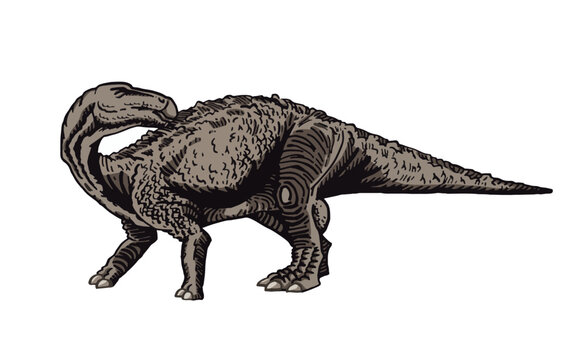 Vector color  camarasaurus isolated on white background, graphical illustration of dinosaur