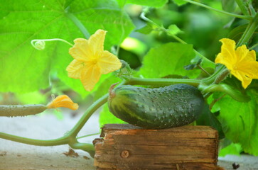 Young plant cucumber with yellow flowers. Juicy fresh cucumber close-up macro on a background of leaves. harvest, eco products. environmentally friendly