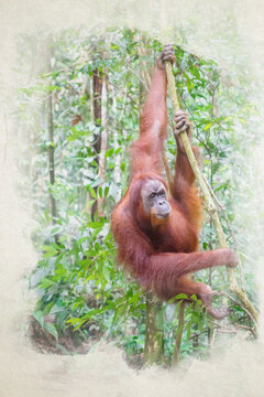 Orangutan, digital watercolor illustration. Digital painting of wild orangutan in jungle rainforest of Bukit Lawang, North Sumatra, Indonesia.	