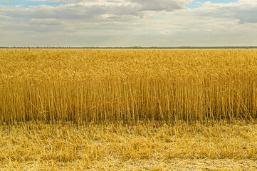 Harvesting on the gold yellow wheat field