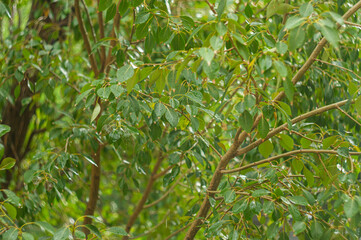 Wet poplar leaves tree after rain