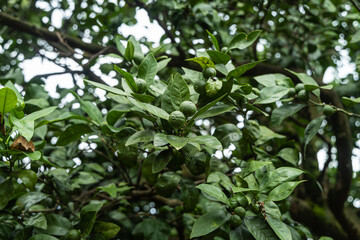 Fototapeta na wymiar Group of fresh green mandarins with green leaves is on the tree in the garden