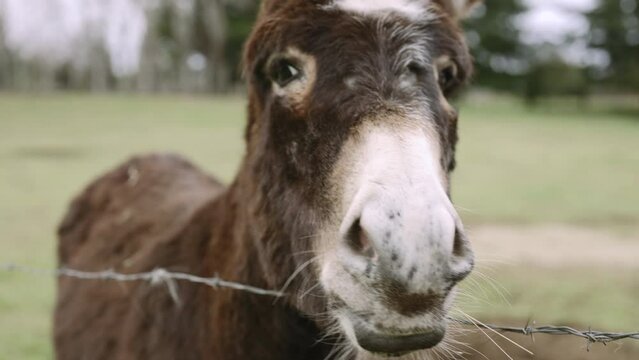 donkey brown southern in puerto varas chile
