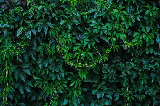 Abstract Colorful Background Wall Of Green Foliage.