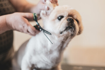 Grooming of Pekinese dog. Caring for little friends concept.