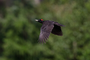 Black woodpecker in flight
