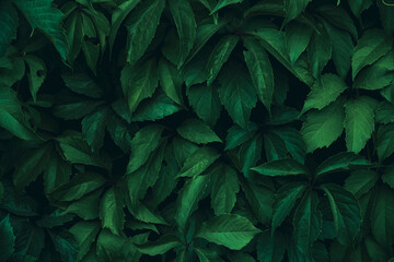 Abstract colorful background wall of green foliage.