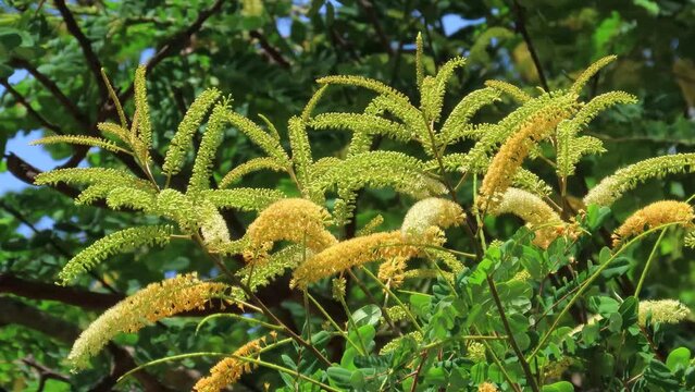 Flowering tree of Stryphnodendron adstringens. Brazilian savanna flora.