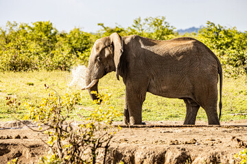 Fototapeta na wymiar African Elephant at water hole