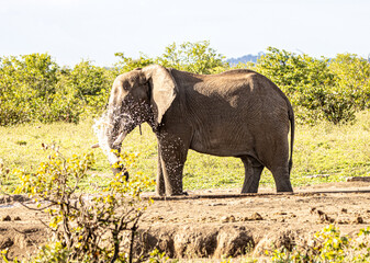 African Elephant at water hole