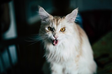 Maine coon cat with an angry look