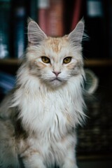Vertical shot of a maine coon cat with an angry look