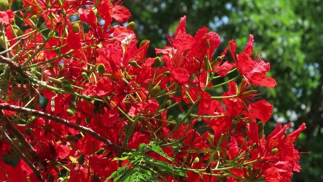 Red royal poinciana or flamboyant flower (Delonix regia) on forest background.