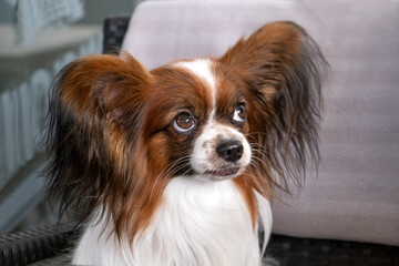 Portrait of beautiful cute papillon purebred dog continental toy spaniel sitting on a restaurant armchair, looking up.