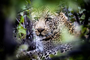 Selbstklebende Fototapeten close up of leopard © Llewellyn