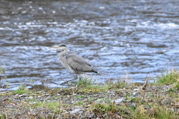 great blue heron, River Nore, Canal Walk, Kilkenny, Ireland