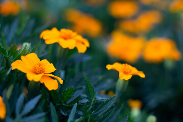 yellow flowers in the garden