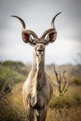 Male Kudu