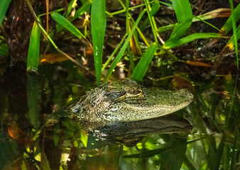 Alligator