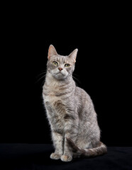 Fototapeta na wymiar funny cat on a black background. Pet in the studio. facial expression