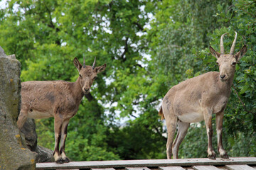 goat in the forest standing on a roof