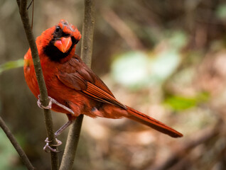 red cardinal bird