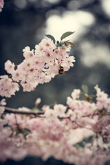 A large wild bee collects nectar from apricot tree flowers. The branches of the tree are strewn with flowers, on which a bee crawls and collects nectar. The bee harvests honey for the winter.