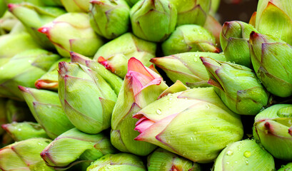 West Bengal Famous Lotus before blomming in Howrah Flower Market for Sale