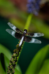 Widow Skimmer-Dragonfly