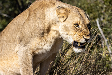 Lion in grass