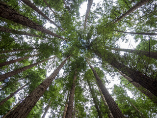 forest of trees of the sequoia variety in Cantabria