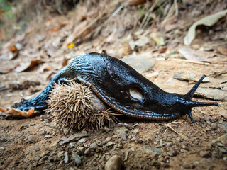 Slugs or slugs are shellless gastropod molluscs of the order Pulmonata.
