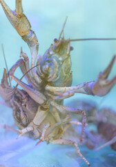 There are live shrimps in the aquarium.