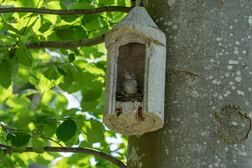 bird house on a tree