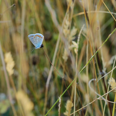 touche bleue 
