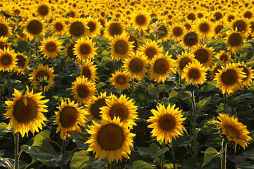 tournesol dans le champ 