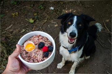 Young border collie dog sitting and waiting for BARF food bowl