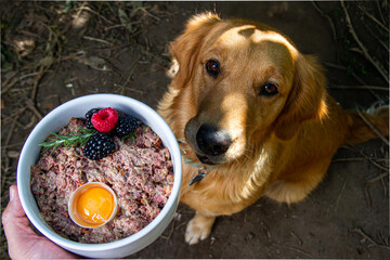 Golden retriever wating for her bowl of fresh meat, bones, and veggies, raw food bowl
