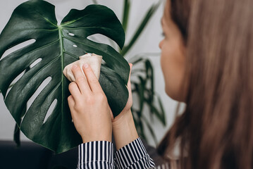 Side view of young caucasian woman rub and wipe dust off leaves of houseplant Monstera Deliciosa with care. Monstera lover at home. Concept of gardening, housewife and housework chores, plants © Yura Yarema