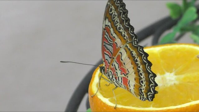 The Golden-eyed Biblis butterfly (Cethosia Biblis) is a species of heliconid butterfly belonging to the family Nymphalidae 