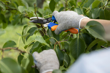 a gloved hand cuts a branch on a pear tree with scissors