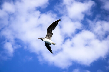 Large white seagull flies in blue sky with clouds, freedom in wild. Copy space. Selective focus.