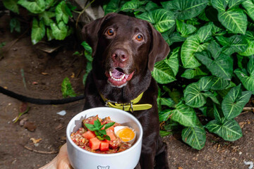 Hungry chocolate labrador waiting for natural raw food BARF bowl 