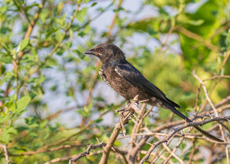 A Drango perching on a tree