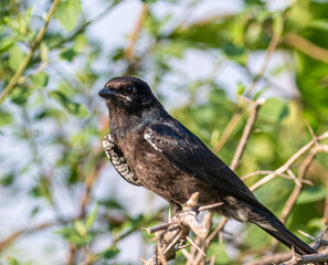 A Drango perching on tree