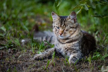 Naklejka na ściany i meble a homeless cat with a sore eye lies in the grass in nature