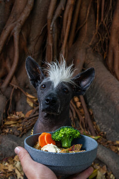 Xolo breed dog hungry for barf raw food bowl
