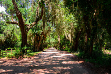 Fototapeta premium Live oak trees and spanish moss